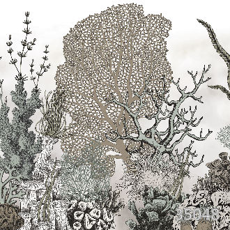 Коралловые рифы